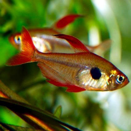 Megalamph.sweglesi   Rode fantoomzalm M